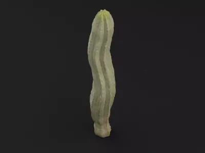 Cactus Plant Low-poly 3D model