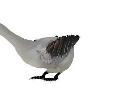 Domestic Goose Bird Low-poly 3D model