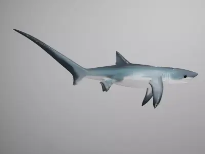 Thresher Shark Low-poly 3D model