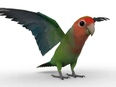 Lovebird Animated Low-poly 3D model