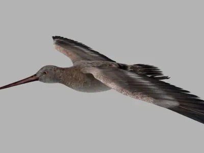 Snipe bird in flight 3D model