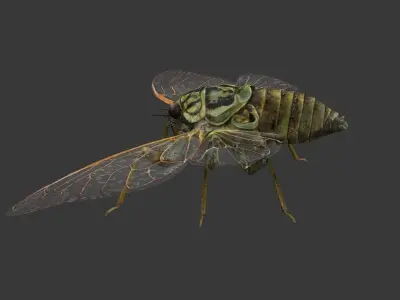 Cicada moth Low-poly 3D model