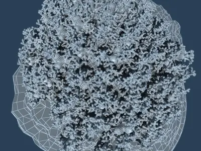 Coral flowers on rock 3D model