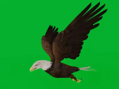Bald Eagle Bird Low-poly 3D model