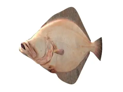 European Plaice Fish Pleuronectes Platessa 3D model