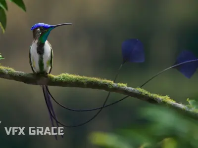 Hummingbird Animation VFX Grace 3D model