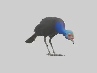 Cassowary chick exploring model 3D model