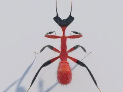 Kung Fu Mantis 3D model