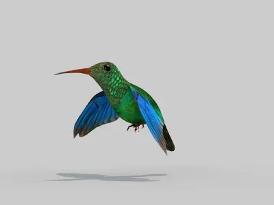 Humming Bird Two 3D model