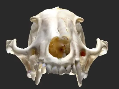  3D Scan of Fox Cranium  3D model