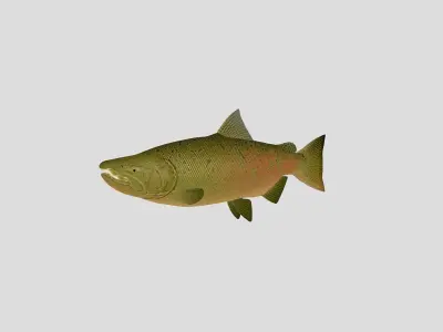 Fish Collection 03 Low-poly 3D model