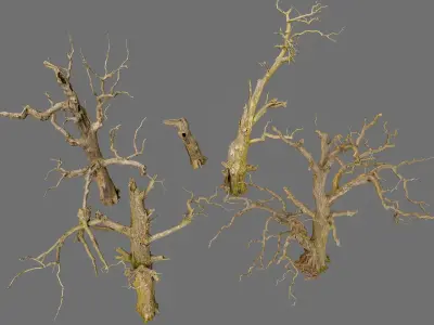 600-year-old dead oaks - ENTS Package 3D model