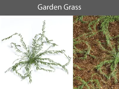 Grass eucalyptus plant 3D model