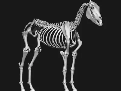 Zebra skeleton 3D model