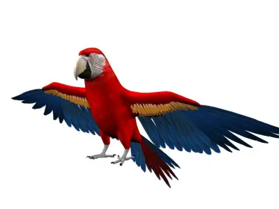 Macaw flying 3D model