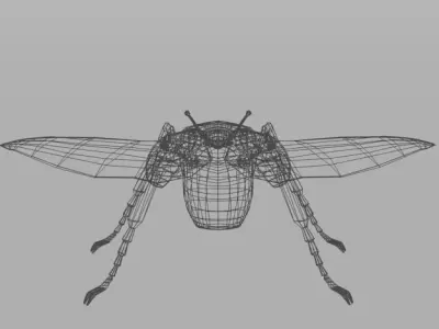 Beetle Goliath Low-poly 3D model