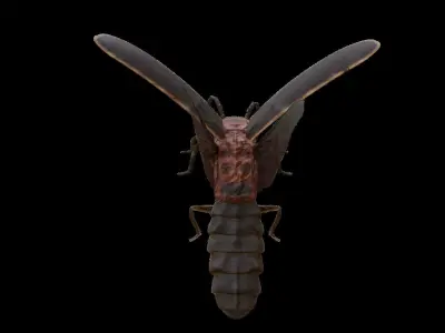 Realistic Firefly Insect - Rigged - Animated Low-poly 3D model