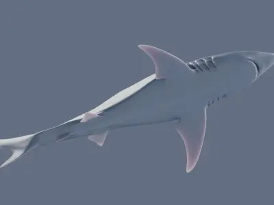 Blacktip Shark Figurine 3D print model