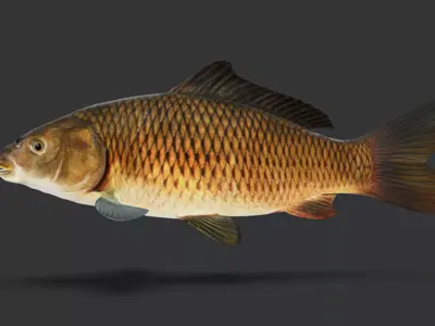 Common Carp - Cyprinus Carpio Realistic Animated 3D model