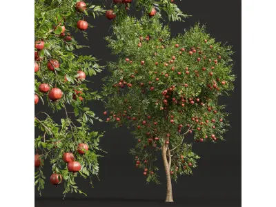 New Plant High detail Punica Granatum Pomegranate 3D model