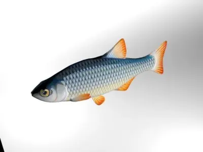 Rui Fish Low-poly 3D model