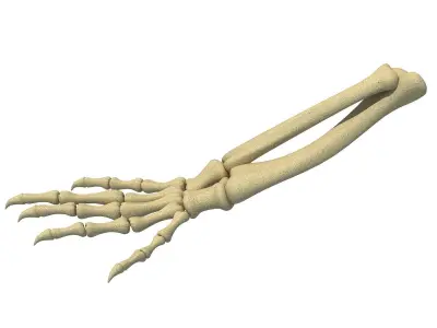 Animal Hand Bones 3 3D model