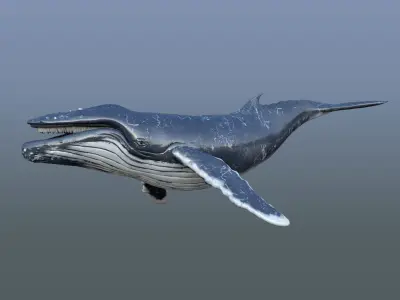 Humpback Whale Rigged Low-poly 3D model