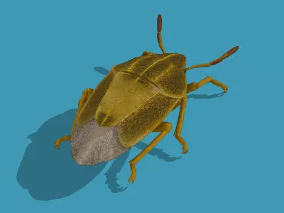 Stink bug Low-poly 3D model