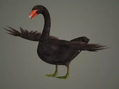 swan bird animal fly feather wing beak american north  3D model