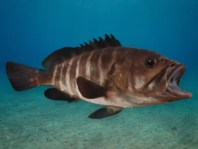 Bar Cod - Banded Rock Cod Animated 3D model