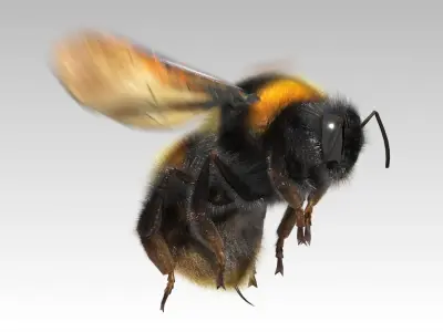 Bumblebee with wings Low-poly 3D model