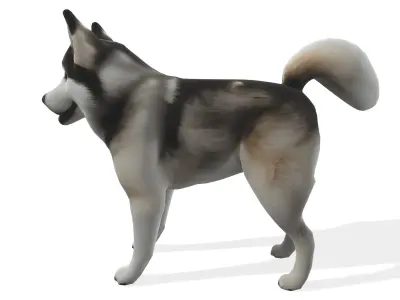 Loyal Stylized Siberian Husky 3D model