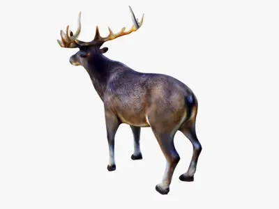 Elk Animal Free 3D model
