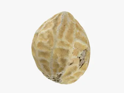 Single Peanut Shell 3D model