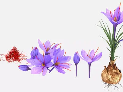 Plant Parts of Crocus with Saffron Low-poly 3D model