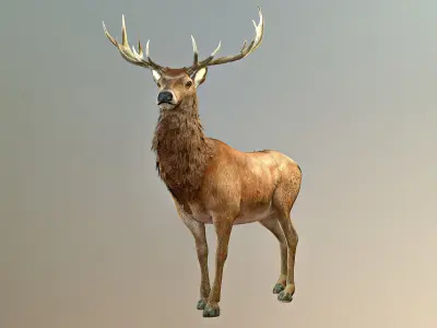 Deer stag Low-poly 3D model