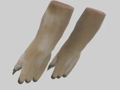 Coyote Paws Low-poly 3D model