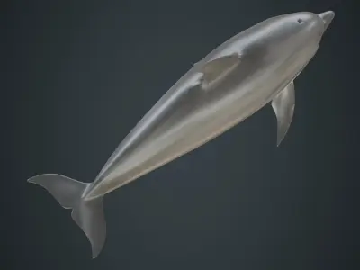 Dolphin 1B Low-poly 3D model