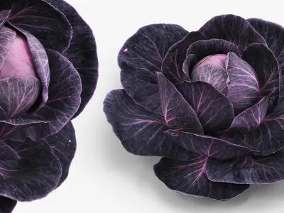 Leafy Cabbage Head Purple Dark 3D model