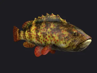 giant grouper fish low poly game fish bass coralgrouper 3D model