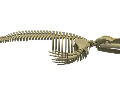 Shark and Blue Whale Skeletons 3D model