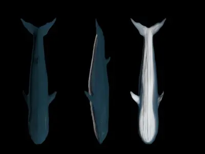 Blue Whale 3D model