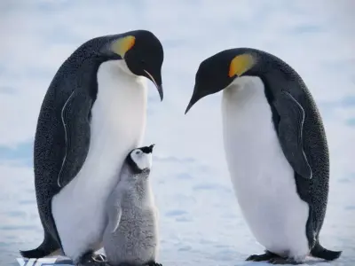 Emperor Penguin Animated  VFX Grace 3D model