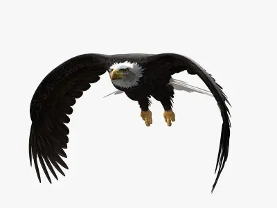 American Bald Eagle ANIMATED 3D model