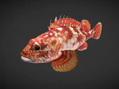 Grouper01 snapper Low-poly 3D model