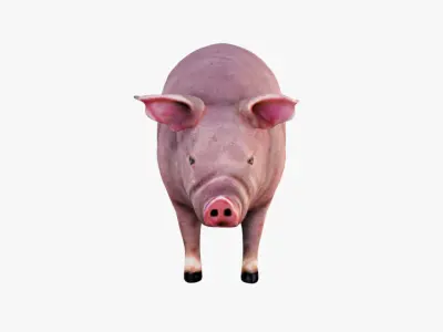 Pig Animal Free 3D model