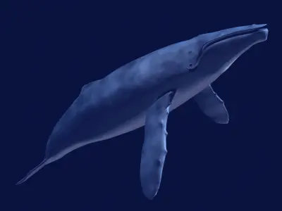 Humpback Whale 3D model