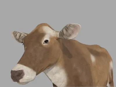 Cattle cow 3D model