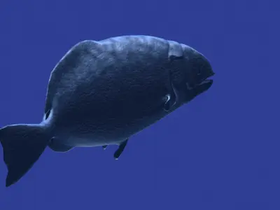 Dapedium puffer fish 3D model