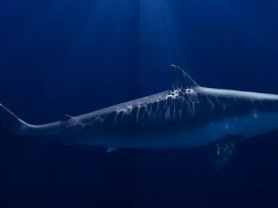 Mako Shark - Low Poly-Rigged 3D model Low-poly 3D model